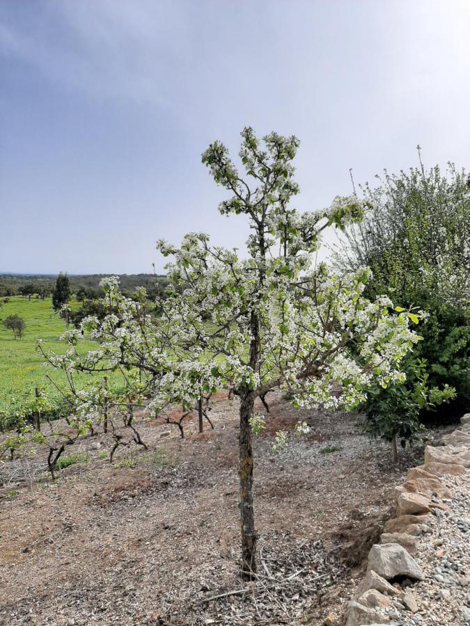 Monte Da Casa Branca By Hi Alentejo Βίλα São Bartolomeu da Serra Εξωτερικό φωτογραφία